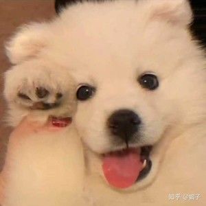 Meet your Posher, Chinentinm